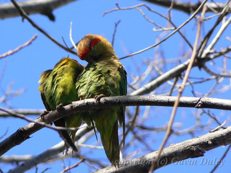 Musk Lorikeet (Glossopsitta concinna), near River Torrens  P1030565.JPG